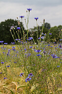 Kornblumen im Gerstenfeld