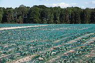 Abgedecktes Kohlrabifeld