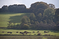 Kuhherde am Teuto