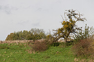 Entlaubter Baum