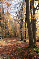 Buchenherbstwald