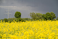 Rapsfeld vor Gewitter