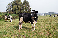 Schwarzbunte Kühe