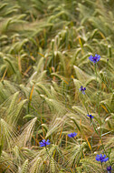 Kornblumen im Gerstenfeld