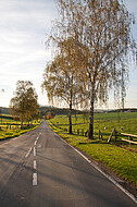 Landstraße mit Birken