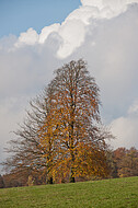 Herbstsolitär