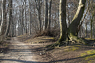 Waldweg im Buchenwald