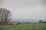 Blick über Kohlfeld