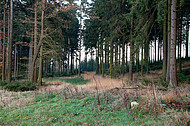 Herbstnadelwald