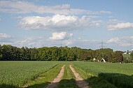 Wald hinter Kornfeld