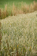Kornfeldrand