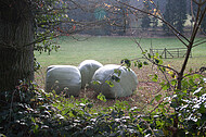 Drei Silageballen