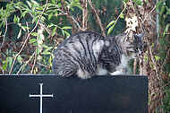 Katze auf Grabstein