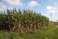 Maisfeld