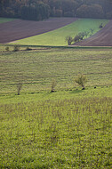 Herbstwiese