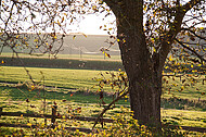 Blick über Wiesen