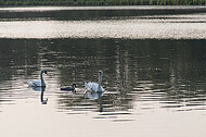 Obersee Schildesche