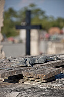 Französischer Friedhof