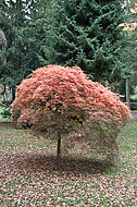 Japanischer Ahorn