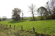 Weidezaun mit Holzpfosten