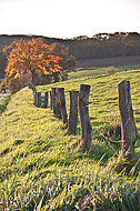 Stacheldrahtzaun mit Holzpfosten