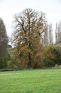 Herbstbaum