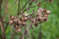 Trockene Distel