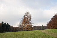 Baumpaar auf Ochsenheide