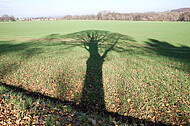 Baumschatten auf Acker