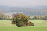 Kleine Baumgruppe