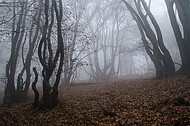 Niederwald im Nebel