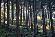 Nadelwald lichtdurchflutet