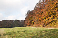 Herbstlichtung