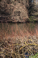 Bäume am Teich