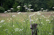 Stacheldraht vor Blumenwiese