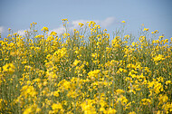 Raps vor blauem Himmel