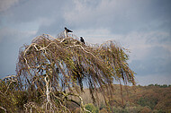 Krähen auf Birke