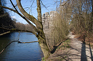 Bäume am Teich