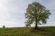 Solitär vor blauem Himmel