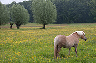 Pferde auf Blumenwiese