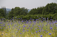 Kornblumen im Gerstenfeld