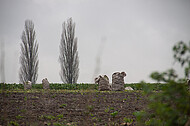 Pyramidenpappeln am Horizont