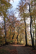 Buchenherbstwald