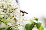 Biene auf Kletterhortensie