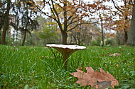 Pilze auf Friedhof