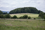 Wald auf Hügel