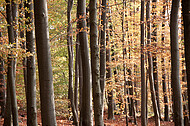 Buchenherbstwald