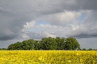 Rapsfeld vor Gewitter