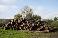 Stapel Holzstämme