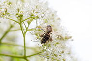 Biene auf Kletterhortensie